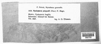 Hyalopsora polypodii image
